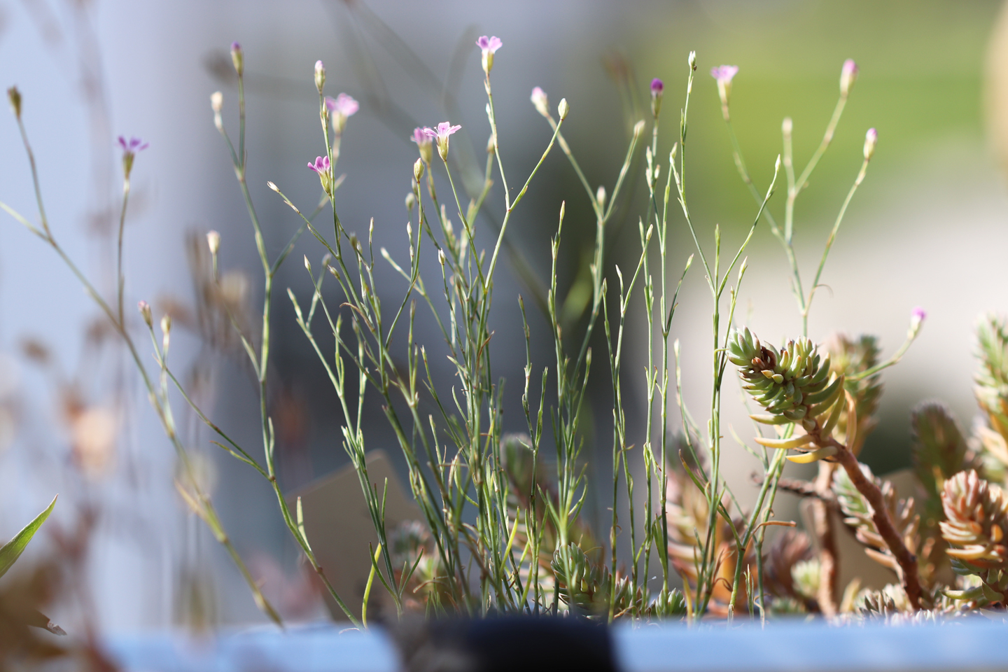 Steinbrech-Felsennelke