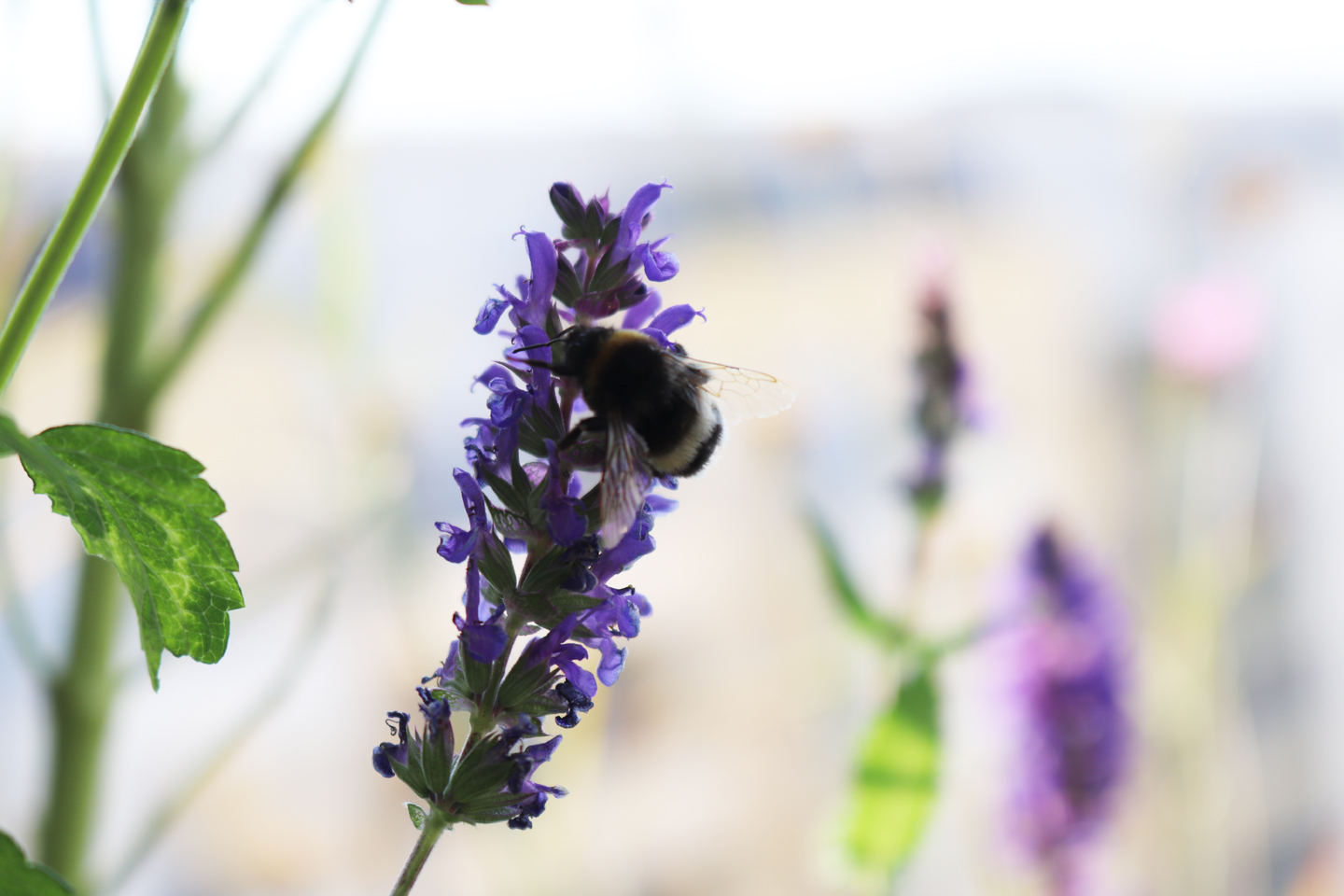 Steppen-Salbei, Sorte Mainacht (Salvia nemorosa)