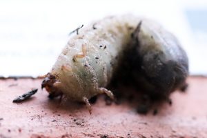 Larve des Goldglänzenden Rosenkäfers (Cetonia aurata) beim Umdrehen auf den Rücken, um davonzukriechen,