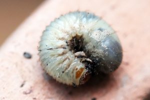 Zusammengekrümmte Larve des Goldglänzenden Rosenkäfers (Cetonia aurata)