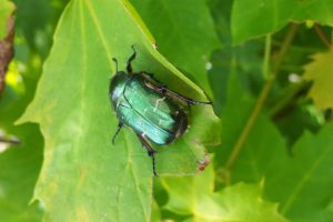 Imago eines Goldglänzenden Rosenkäfers (Cetonia aurata)