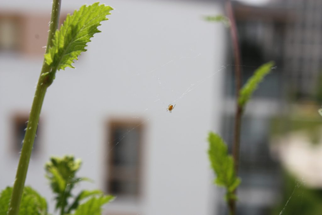 Gartenkreuzspinne (Araneus diadematus), Spiderling