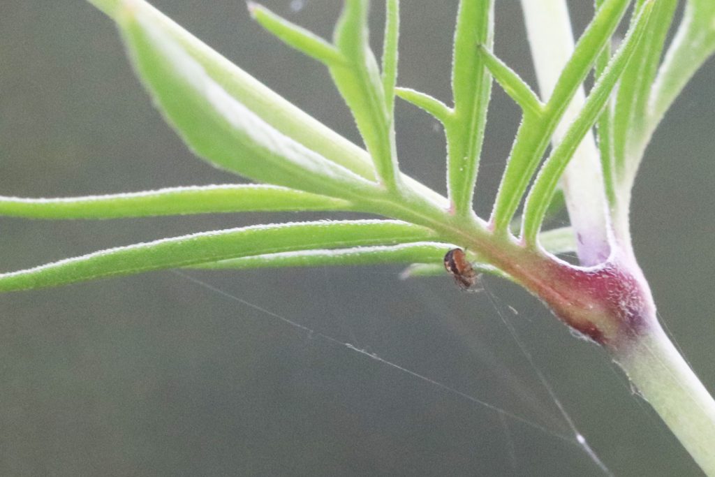 Sektorspinne (Zygiella x-notata)