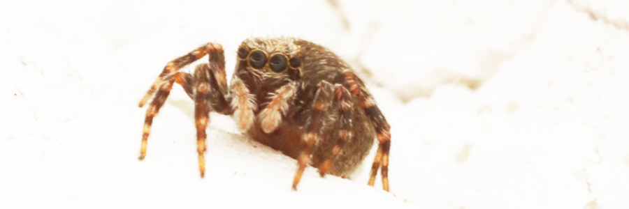 Wollige Mauerspringspinne (Pseudeuophrys lanigera)
