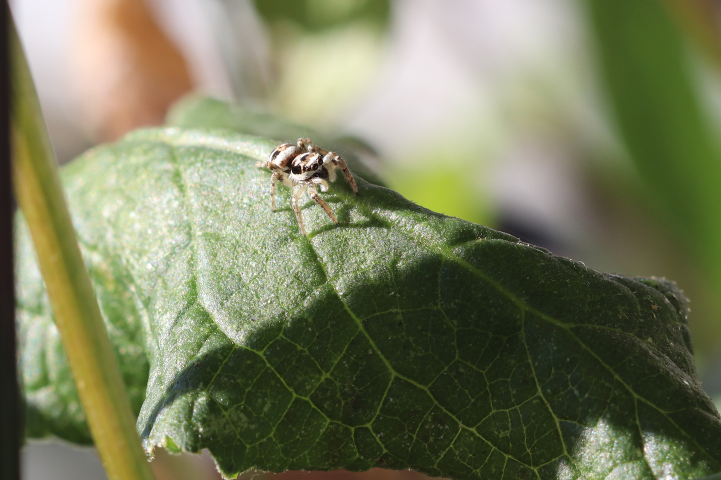 Salticus scenicus kann oft dabei beobachtet werden, wie sie im prallen Sonnenschein an warmen Hauswänden aktiv nach Beute sucht (Roberts M. J. 1995)