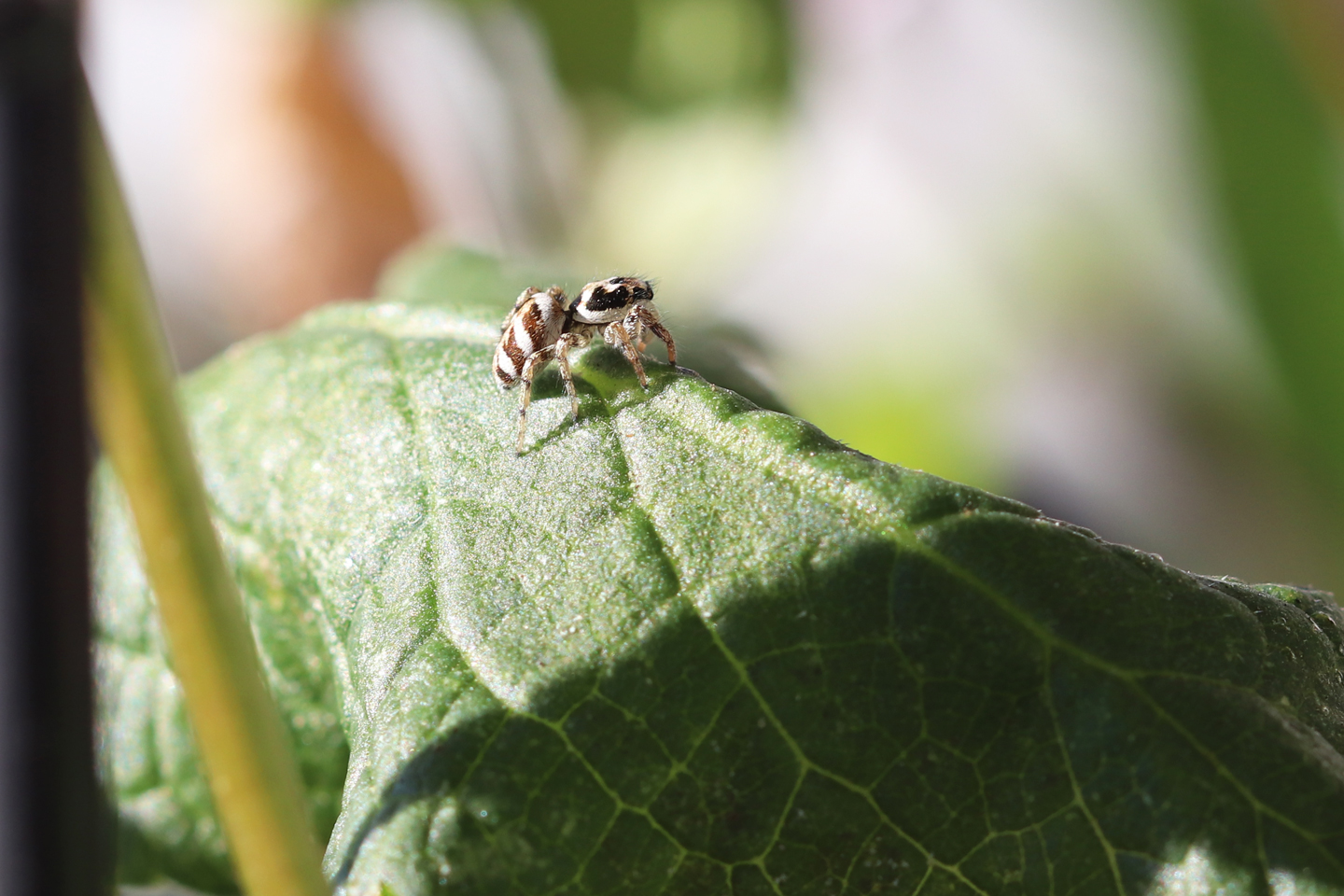 Nimmt sie ein potentielles Beutetier mithilfe ihrer leistungsfähigen Augen wahr ...