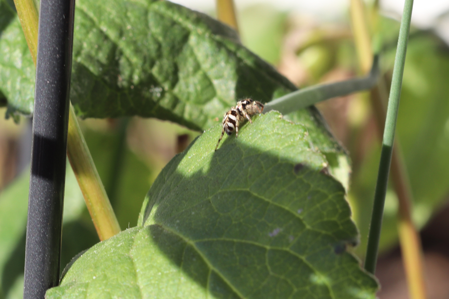 ... pirscht sie sich ...