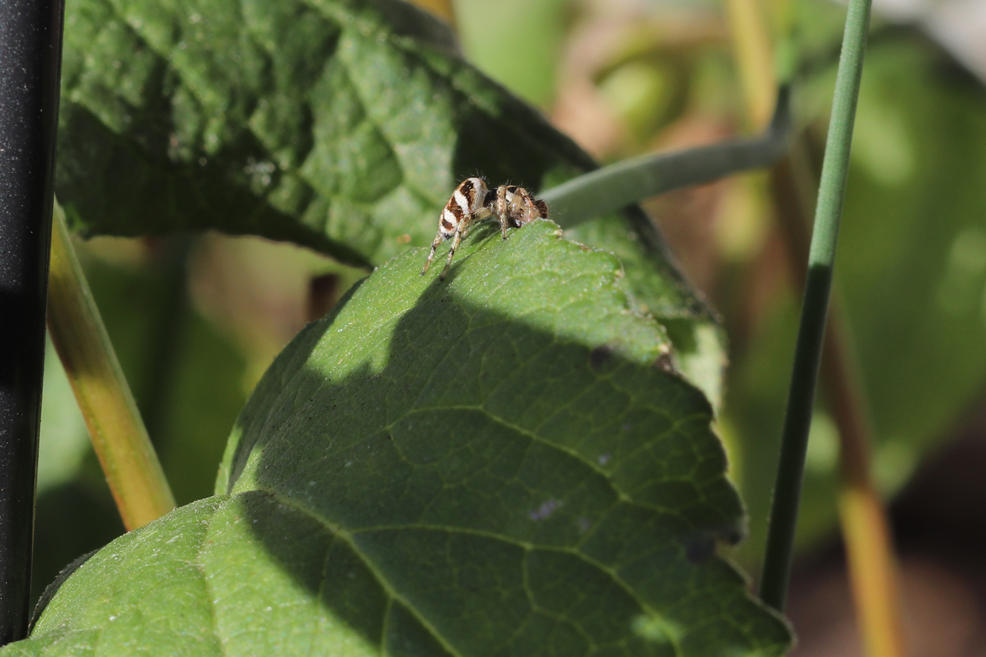 ... auf kurze Distanz heran ...