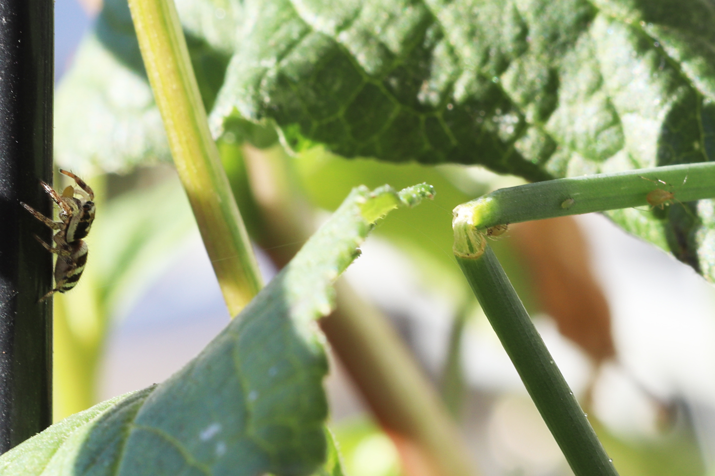 .. und ergreift es mithilfe eines kurzen Sprungs, der durch hydraulische Streckung des dritten und vierten Beinpaares erfolgt.