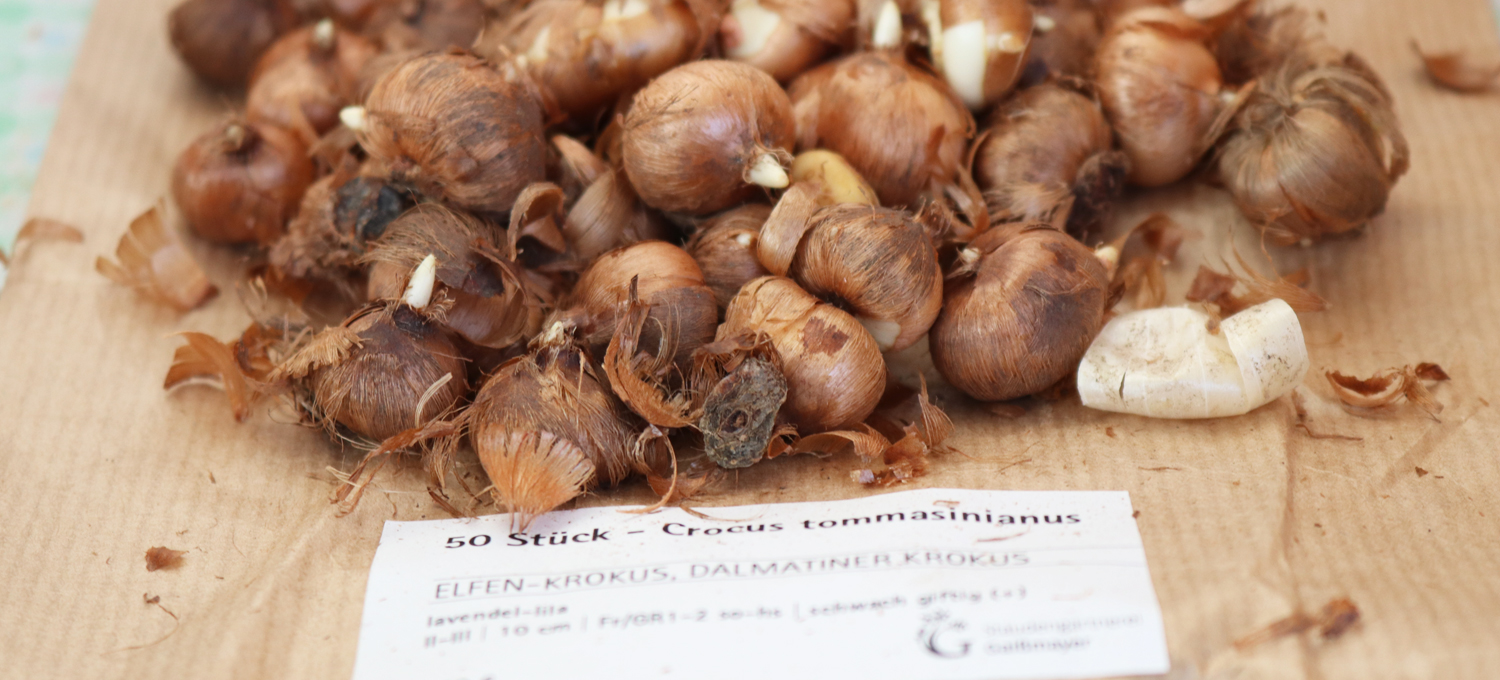 Elfenkrokus-Knollen (Crocus tommasinianus) von der Gärtnerei Gaißmayer