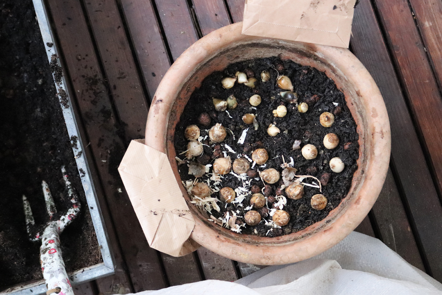 Muscari-Zwiebeln im Topf