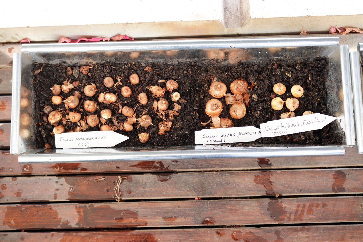 Krokuszwiebeln im Blumenkasten
