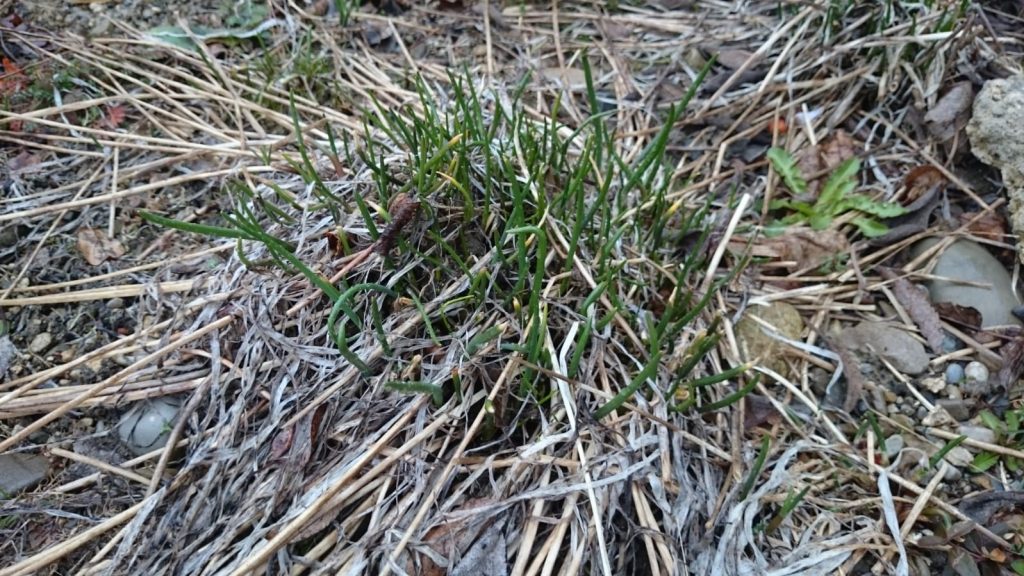 Staudenrückschnitt im Frühjahr am Beispiel Schnittlauch