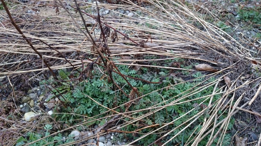 Färberkamille vor dem Rückschnitt