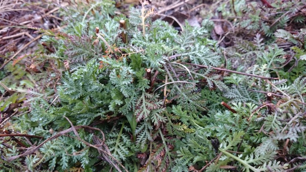 Färberkamille nach dem Rückschnitt
