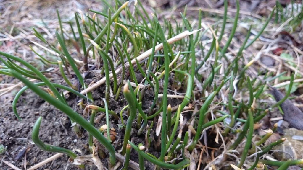 Staudenrückschnitt im Frühjahr am Beispiel Schnittlauch