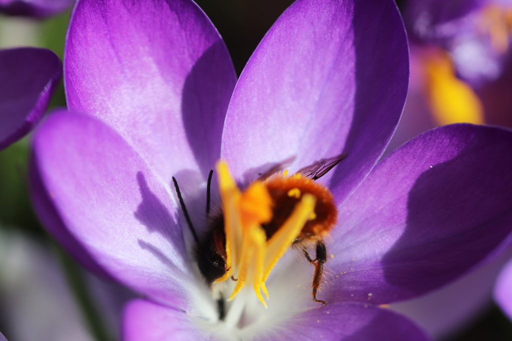 Kopfstand im Elfenkrokus, um den Nektar zu trinken.