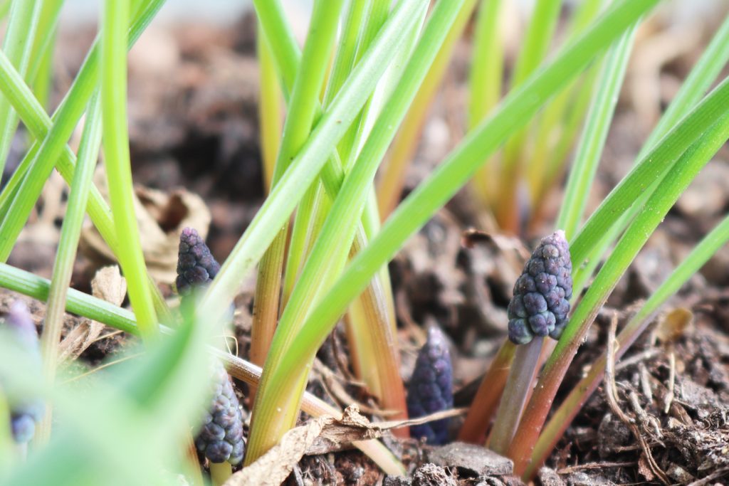 Weinbergs-Traubenhyazinthe (Muscari neglectum)