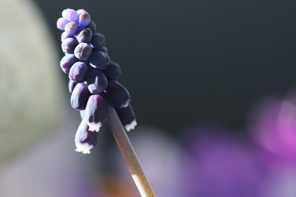 Blüte der Weinbergs-Traubenhyazinthe (Muscari neglectum)