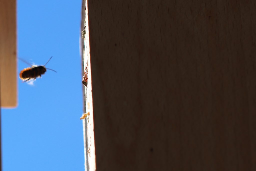 Das erste Mauerbienenmännchen der Saison 2019 auf der Suche nach Weibchen an einer Nisthilfe.