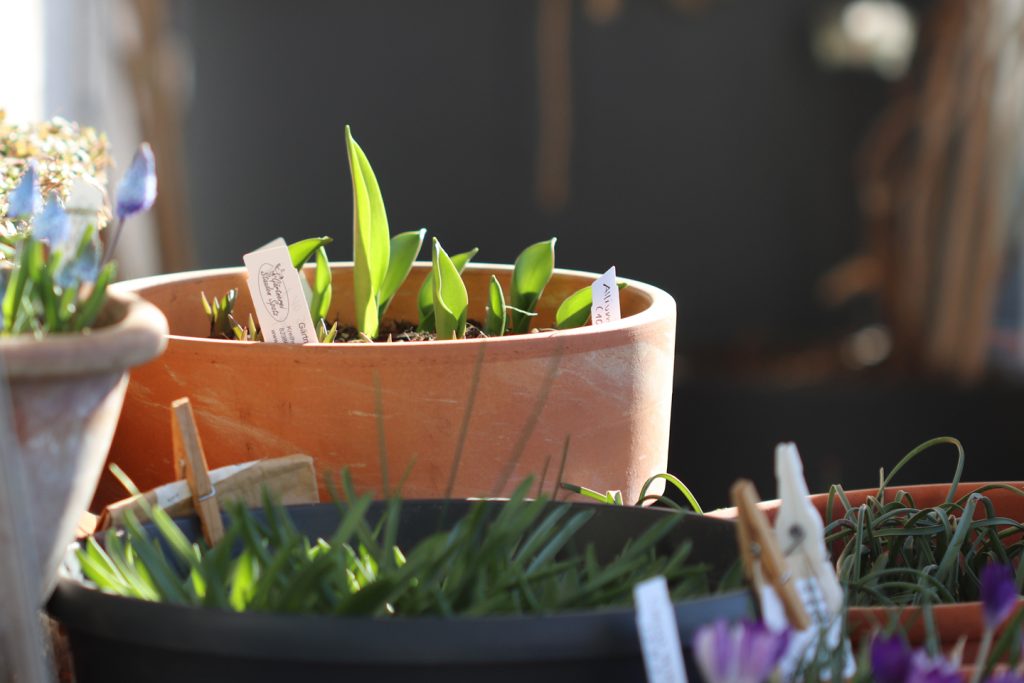 Felsen-Tulpe, Sorte: Lilac Wonder (Tulipa bakeri  ‚Lilac Wonder‘)