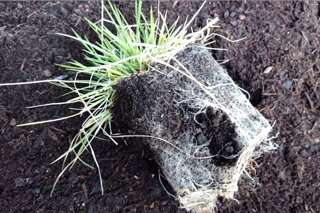 Pflanze mit etwas aufgelockertertem Ballen.