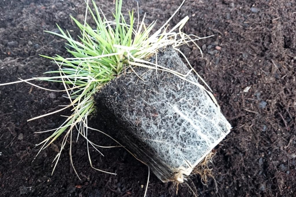 Ausgetopfte Pflanze: Man sieht den gut durchwurzelten Ballen.