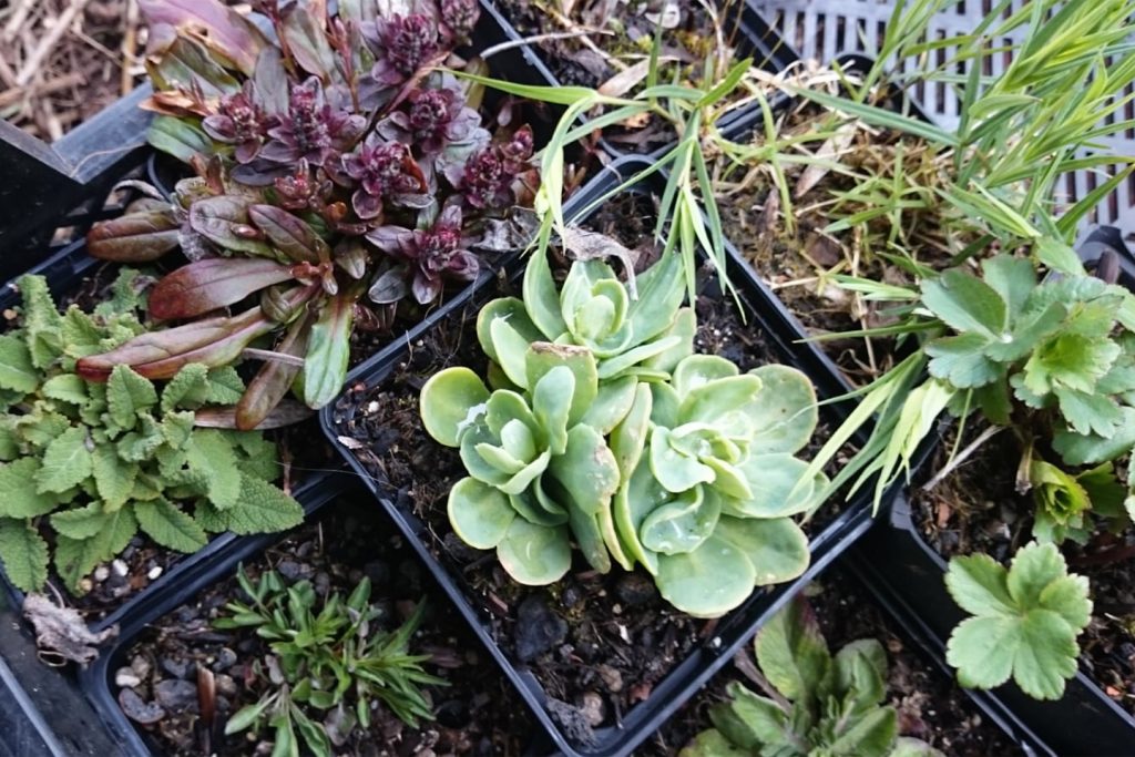 Pflanzen im Töpfen, wie man sie in der Staudengärtnerei kaufen kann.