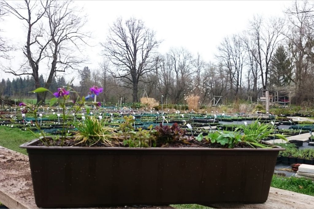 Fertig bepflanzter Balkonkasten für halbschattige und schattige Standorte (Link zum Pflanzpaket im Online-Shop siehe unten)