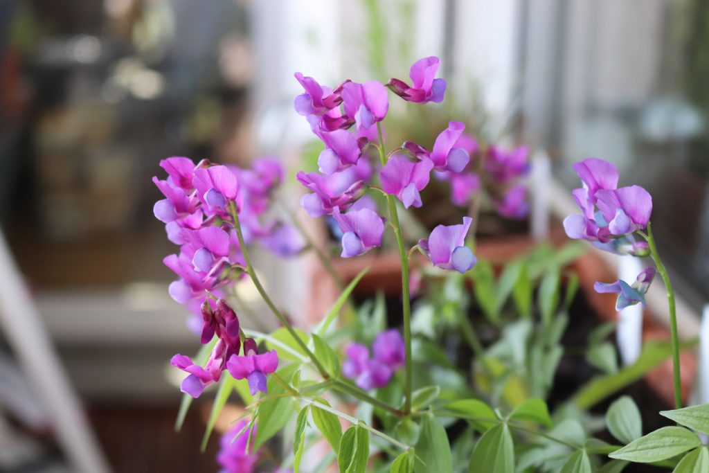 Blühende Frühlingsplatterbse (Lathyrus vernus)