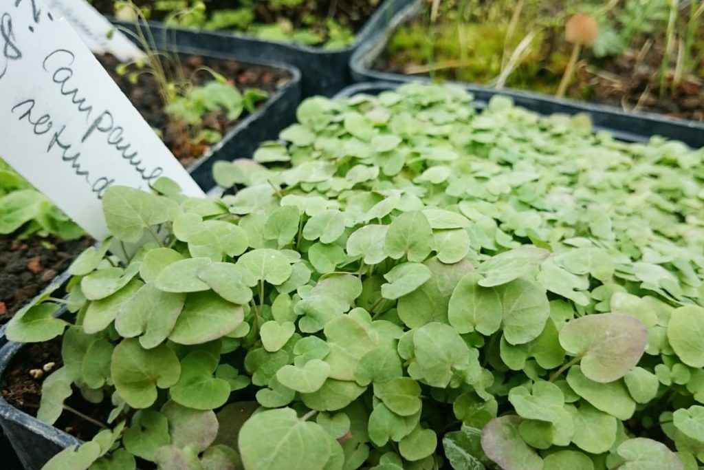Campanula rotundifolia