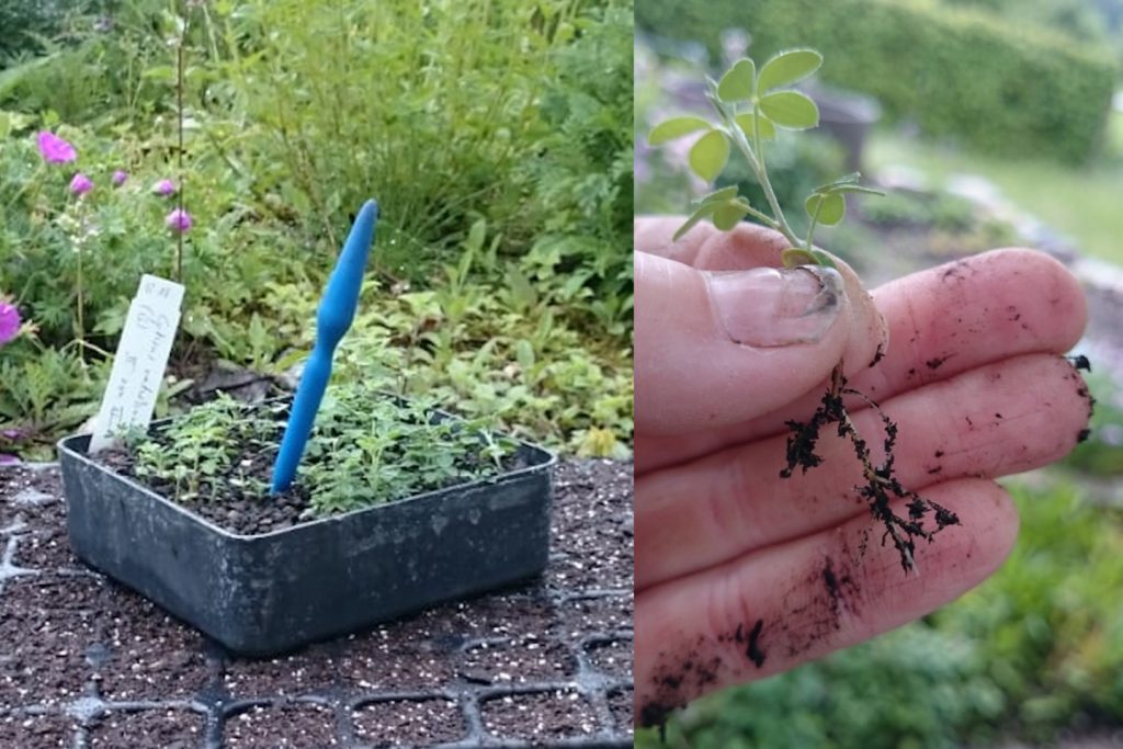 Pikieren: Sämlinge ausgraben und Wurzen kürzen