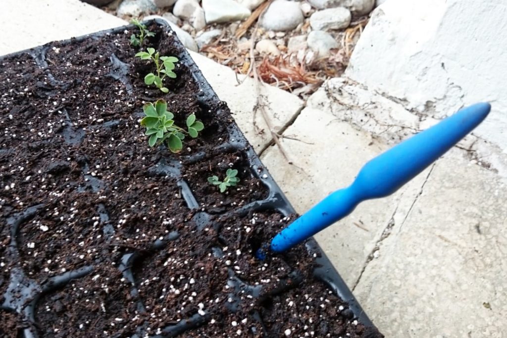 Pikieren: Loch vorbohren