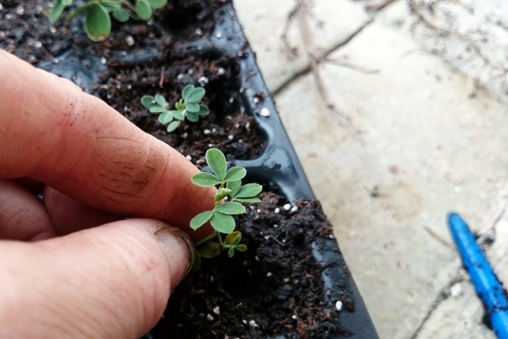 Pikieren: Pflanze einsetzen