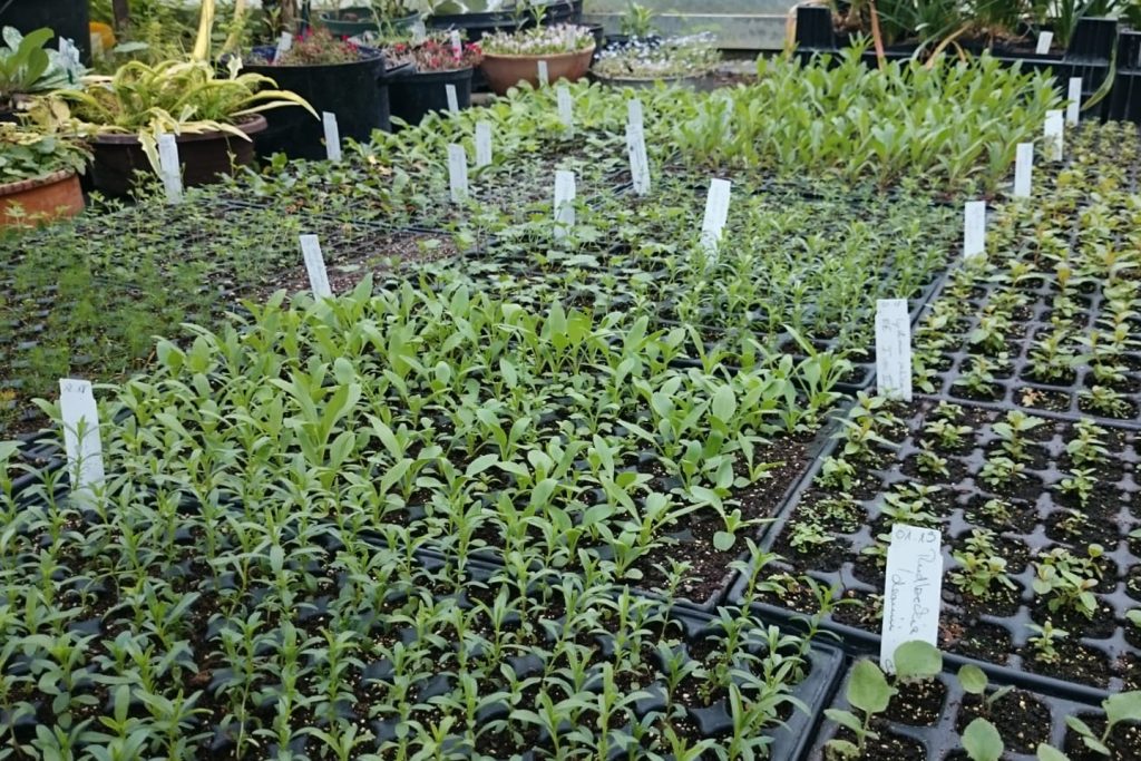 Gewächshaus mit vielen pikierten Pflänzchen.