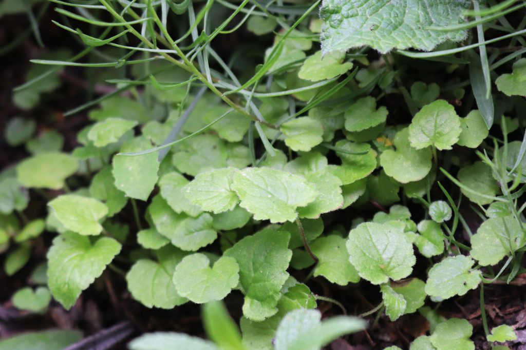 Falsch: Acker-Glockenblumen-Kindergarten auf dem Wilden Meter. Ich habe einige Sämlinge der Acker-Glockenblumen vereinzelt, aber wieder zusammen in einen Topf gepflanzt. Außerdem hab ich auch noch einen Zimbelkraut-Sämling (links vorne) dazu gesetzt.