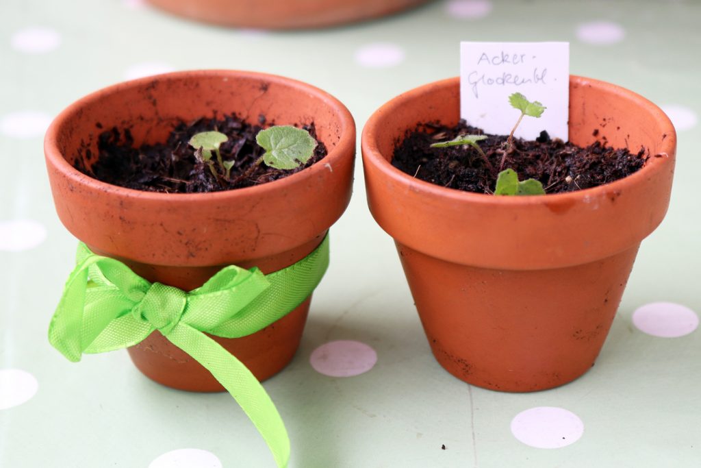Nachhaltiges Blumengeschenk: Pikierte Wildstauden