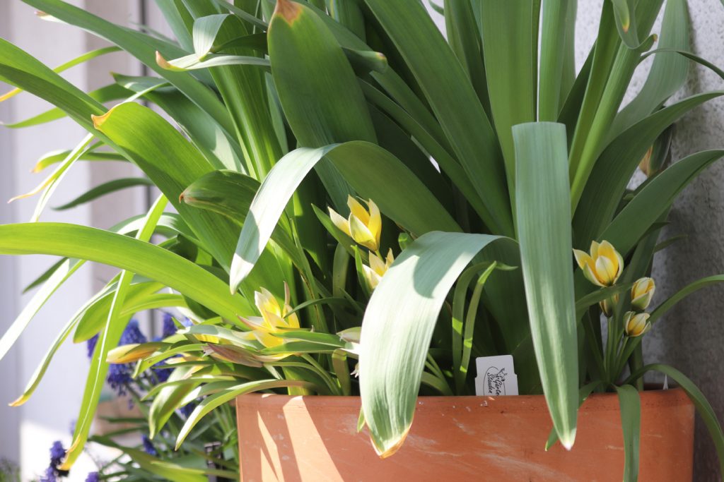 Missglückter Schichttopf: Gequetschte Tulpen, zuviele Blätter: Modell explodierte Perücke