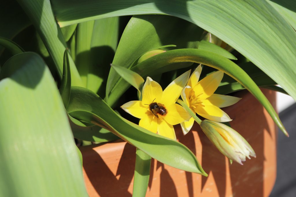 Weibchen der Gehörnten Mauerbiene (Osmia cornuta) sammelt Pollen in Zwerg-Stern-Tulpe (Tulipa tarda) auf dem Wilden Meter