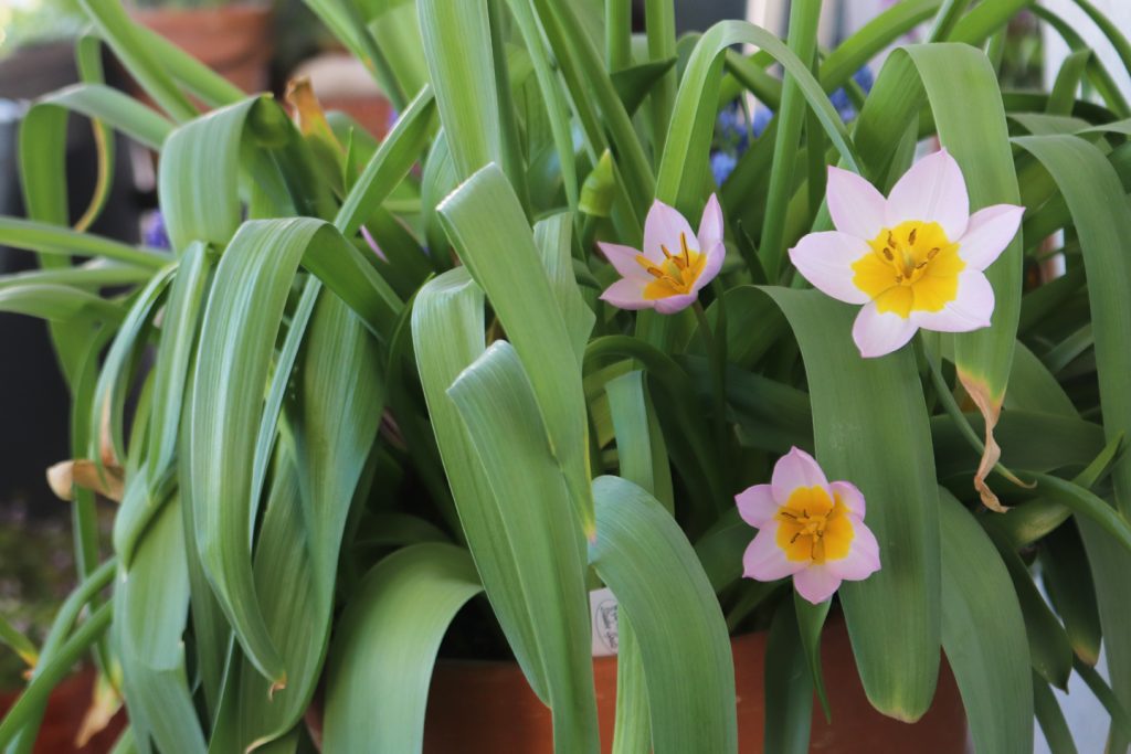 Felsen-Tulpe der Sorte ‚Lilac Wonder‘ (Tulipa bakeri ‚Lilac Wonder‘)