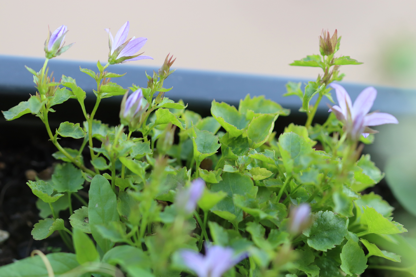 Hängepolster-Glockenblume, Sorte Blue Gown (Campanula poscharskyana ‚Blue Gown‘)