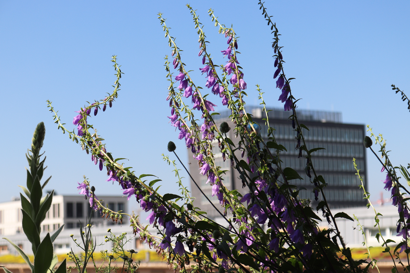 Ackerglockenblume (Campanula rapunculoides)