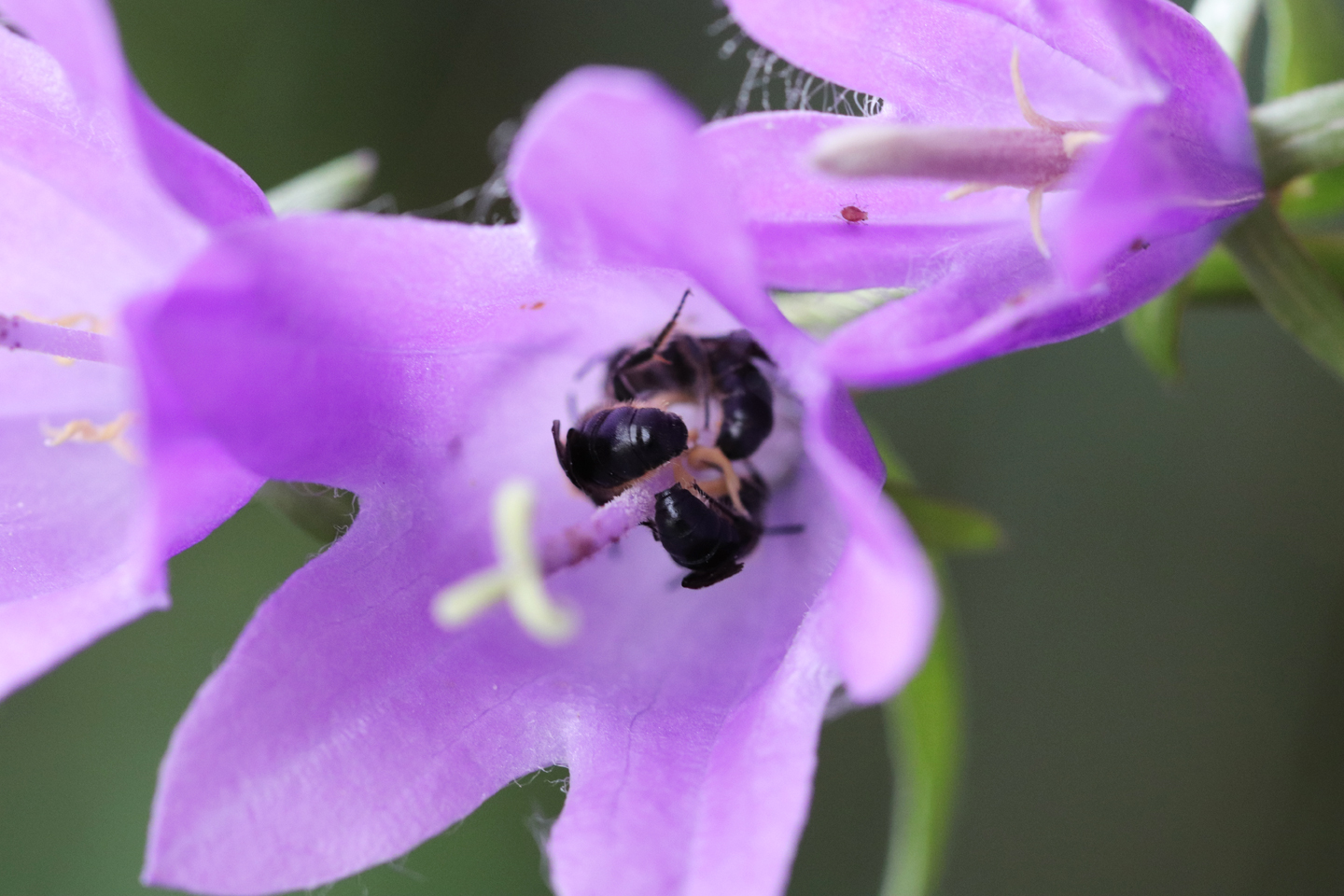 Acker-Glockenblume (Campanula rapunculoides)