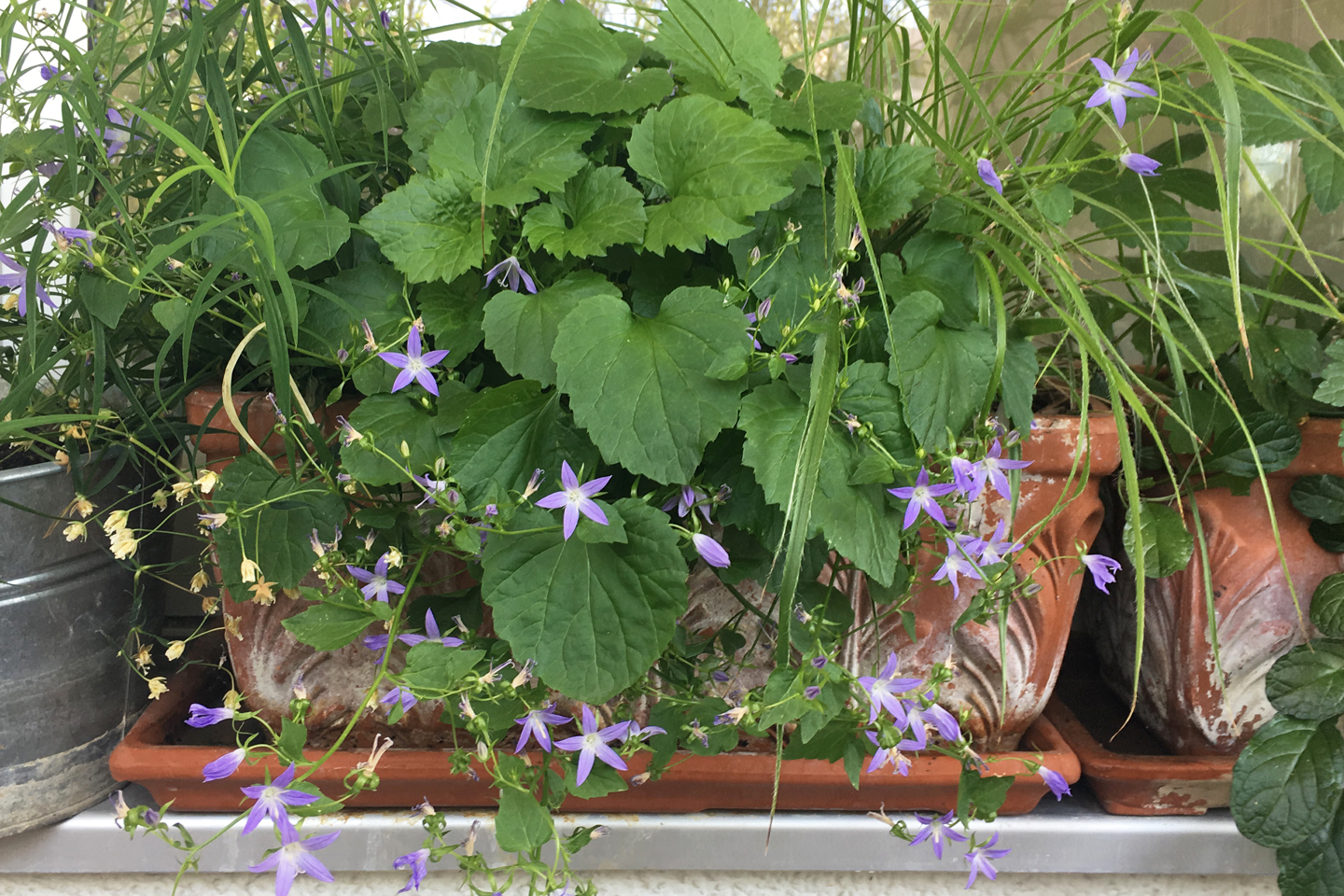 Hängepolster-Glockenblume, Sorte Stella (Campanula poscharskyana ‚Stella‘)