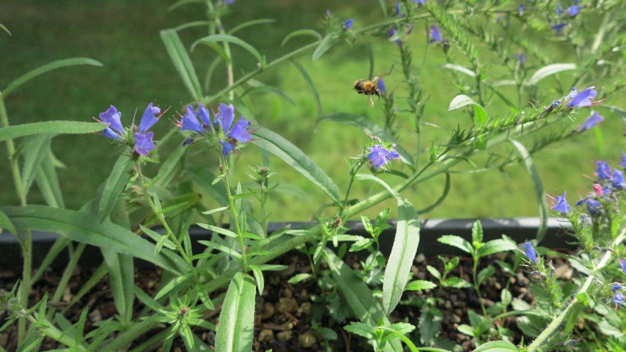 Eine Ackerhummel (Bombus pascuorum) im Anflug auf den beliebten Gewöhnlichen Natternkopf (Echium vulgare)
