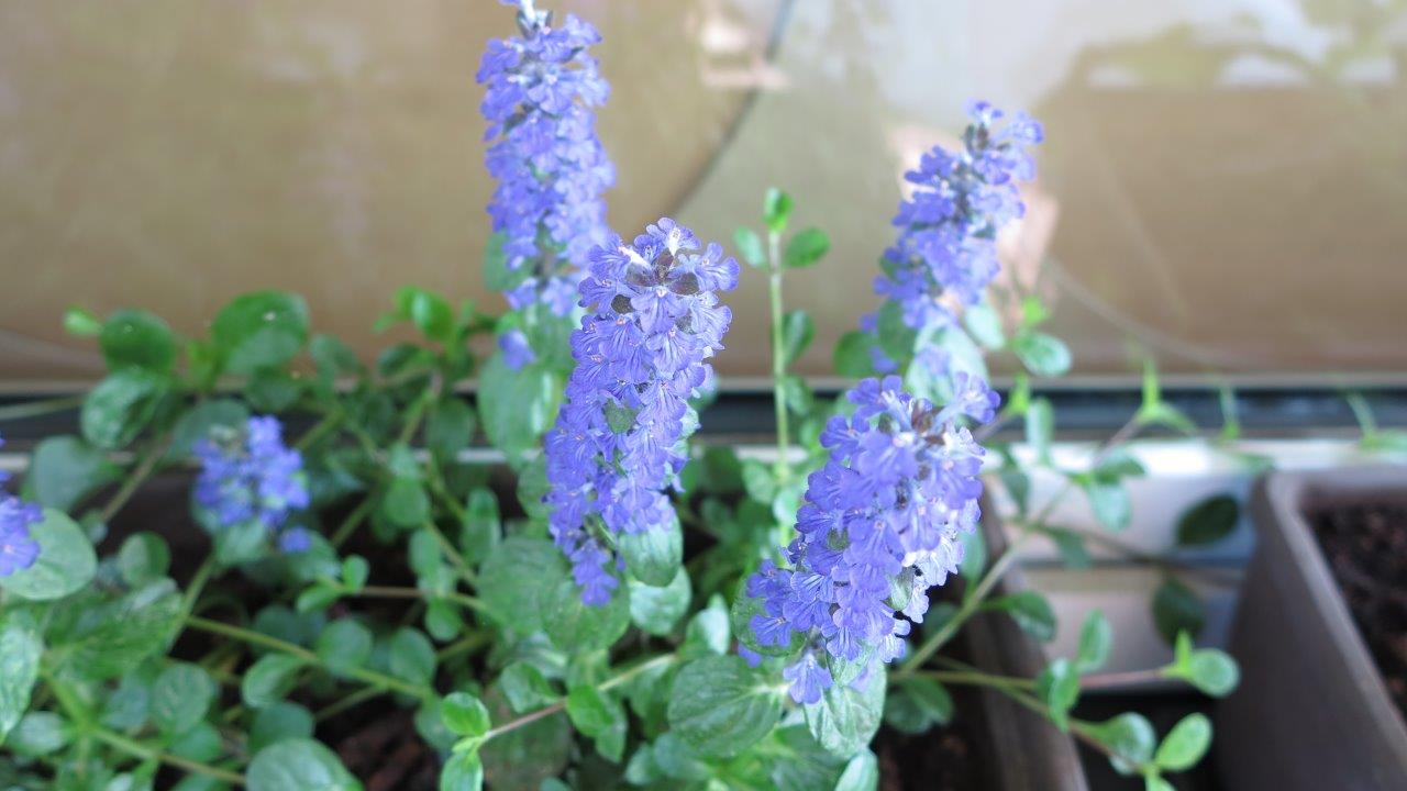 Der Kriechende Günsel (Ajuga reptans) in voller Blüte