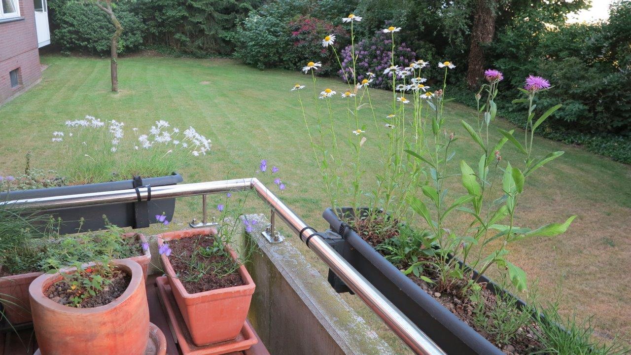 Magerwiesen-Margeriten (Leucanthenum vulgare), Sandnelken (Dianthus arenarius), Wiesenflockenblumen (Centaurea jacea) und Rundblättrige Glockenblumen (Campanula rotundifolia) bieten den Insekten Pollen und Nektar