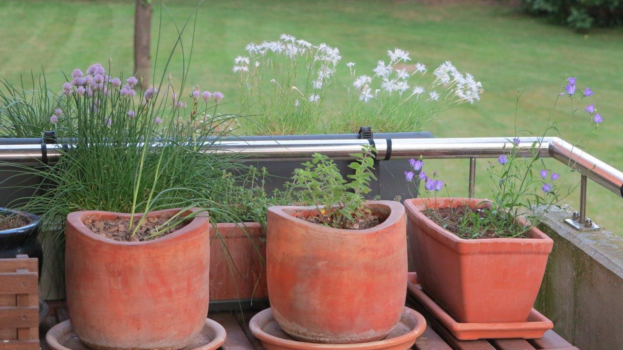 Lauche, Sandnelken (Dianthus arenarius), Thymian (Thymus pulegioides), Dost (Origanum vulgare) und Glockenblumen (Campanula rotundifolia)