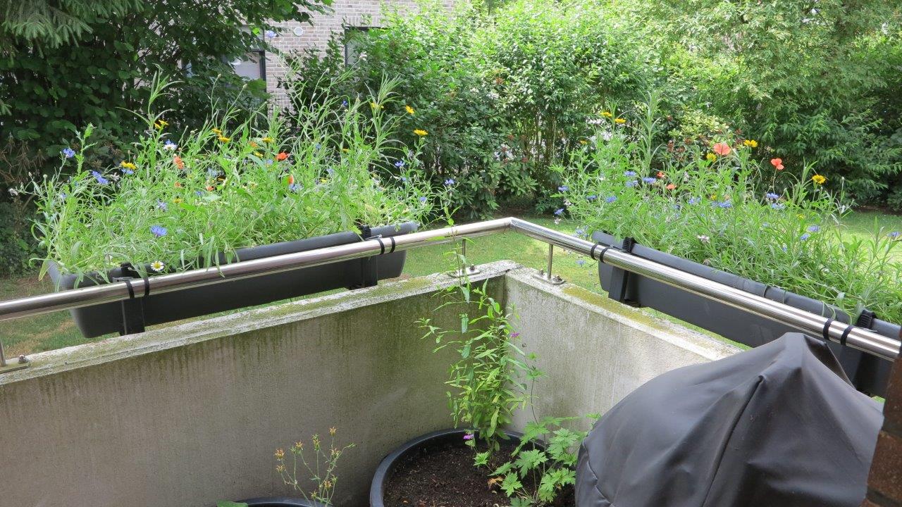 Die beiden Balkonkästen mit eingesäten Ackerwildkräutern (Kornblumen, Kornrade, Klatschmohn, Acker-Ringelblumen, Saatwucherblumen, Frauenspiegel u.a.)
