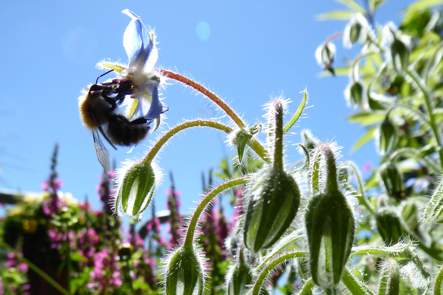 (siehe weiter  unten)